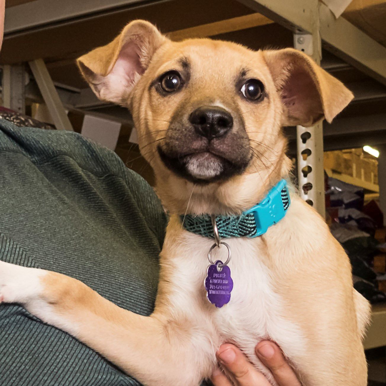 Penny the Chi.jpg